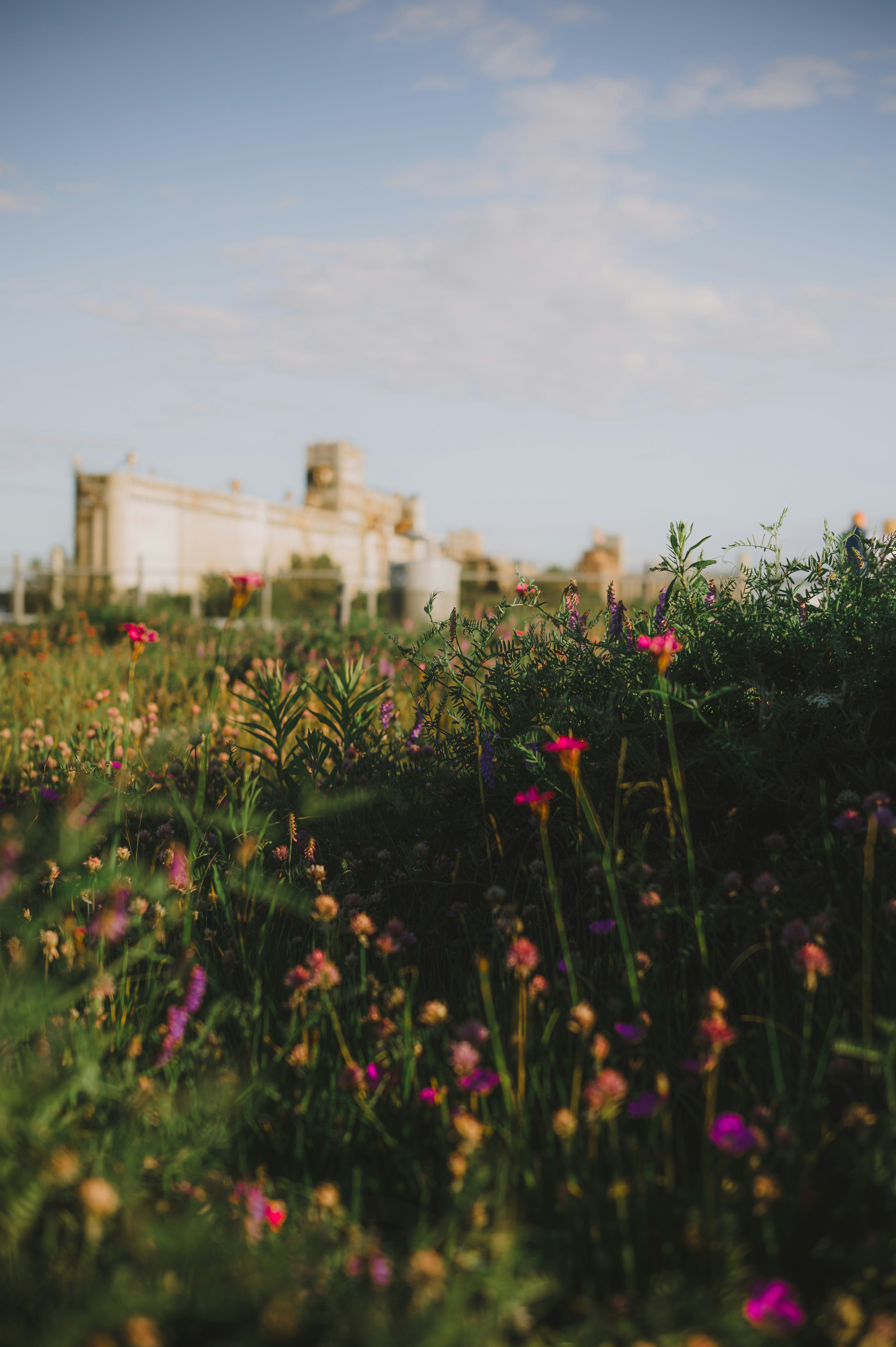 배경에 성이 있는 꽃밭 사진 – Unsplash의 무료 꽃 이미지, image size:3000x4509