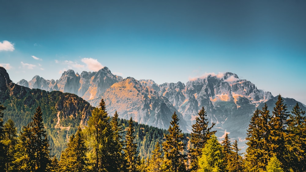 a forest of trees with mountains in the background