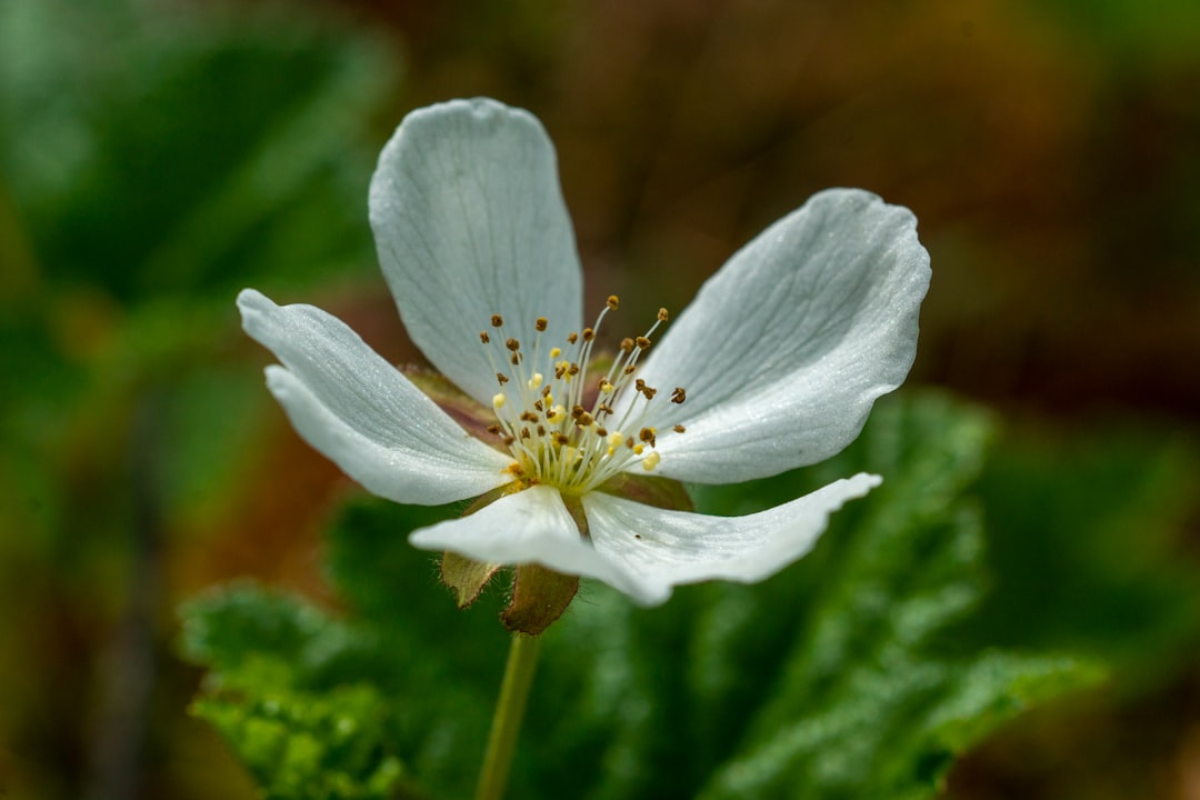 cloudberry, cloudberry, a white flower with a yellow center