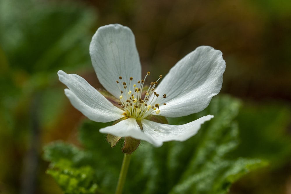 a white flower with a yellow center