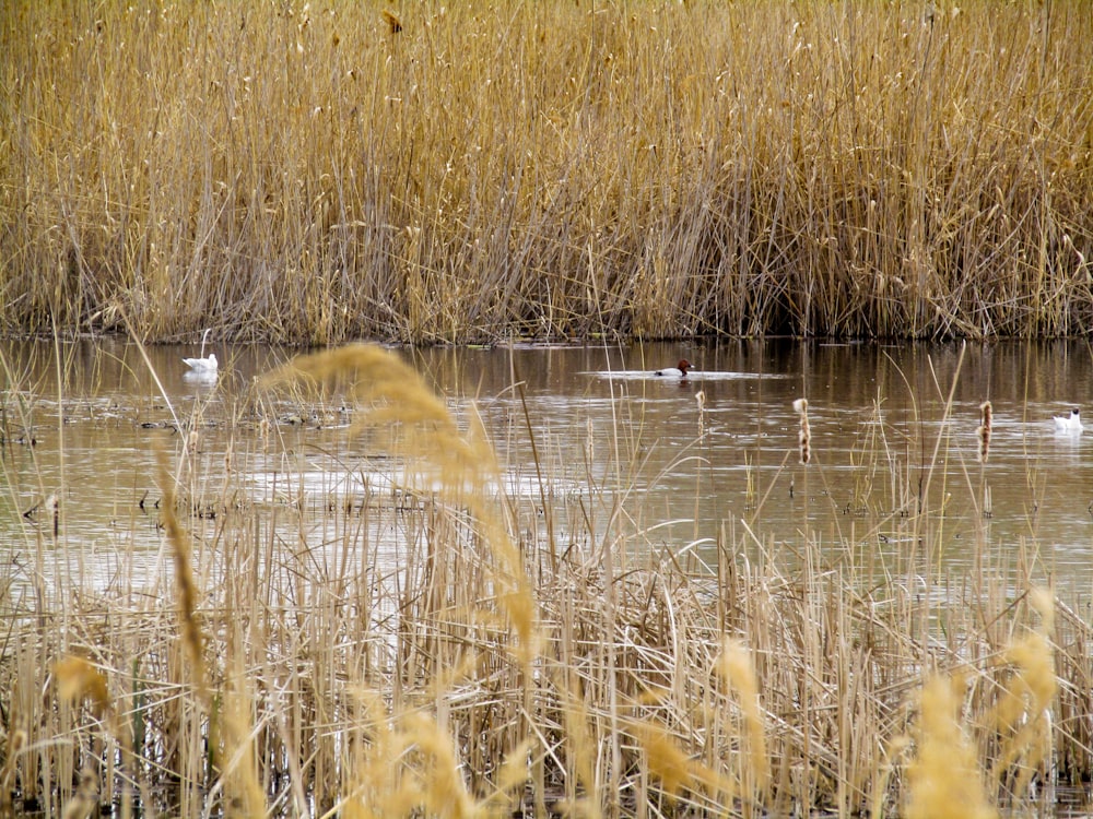 a group of birds in a pond