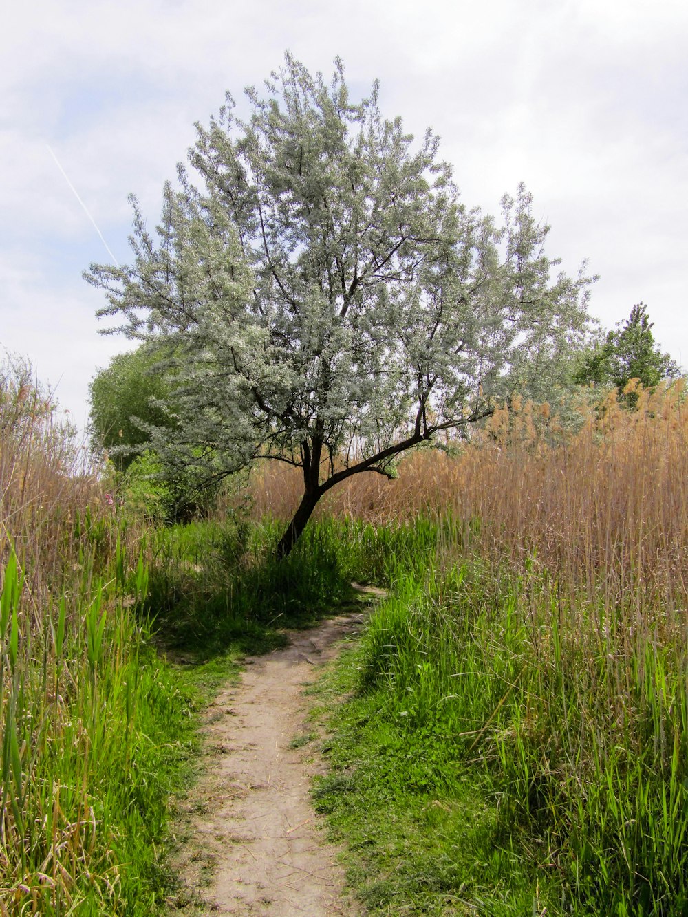 a dirt path with a tree on the side