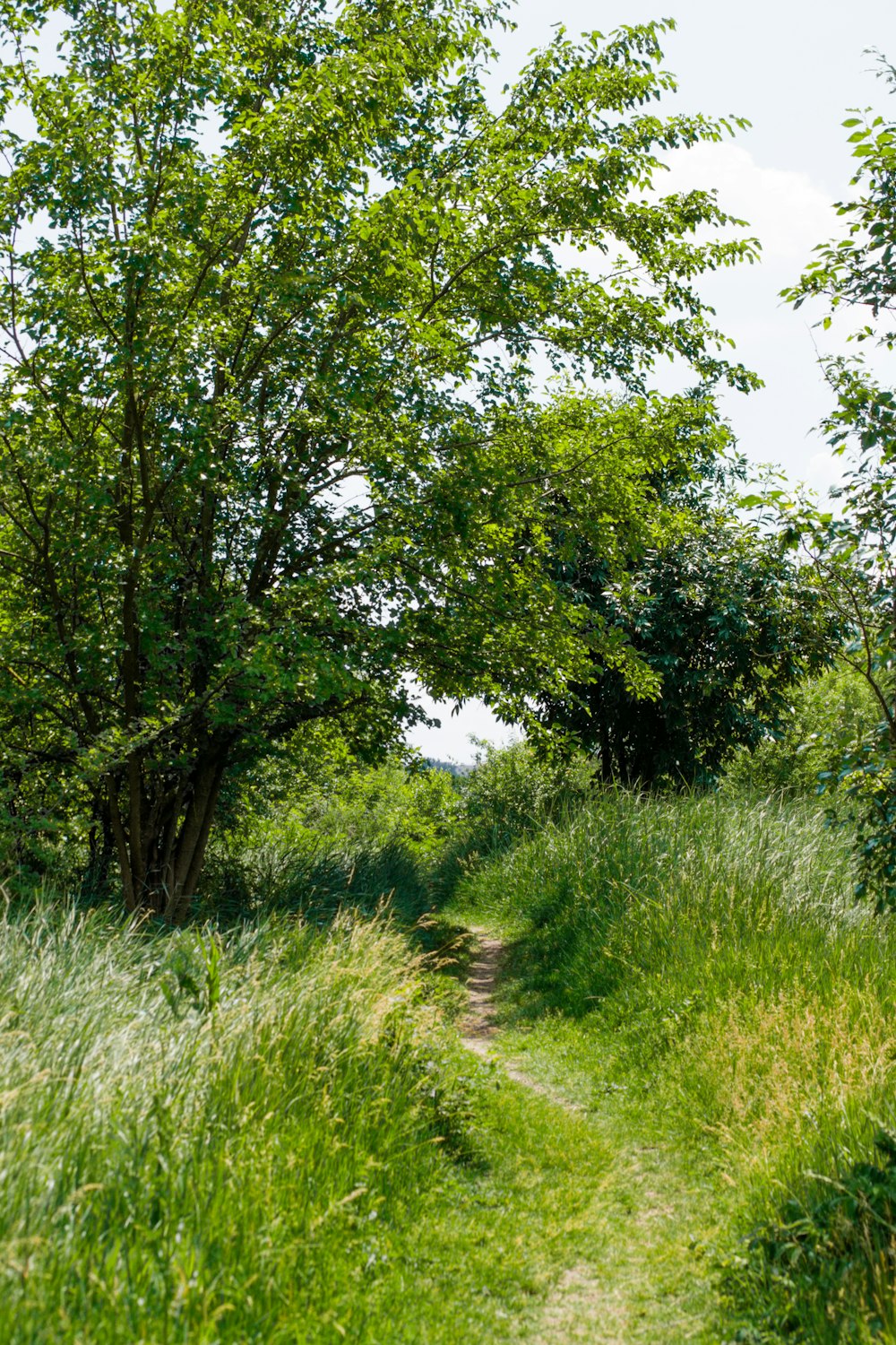 a dirt path through a forest