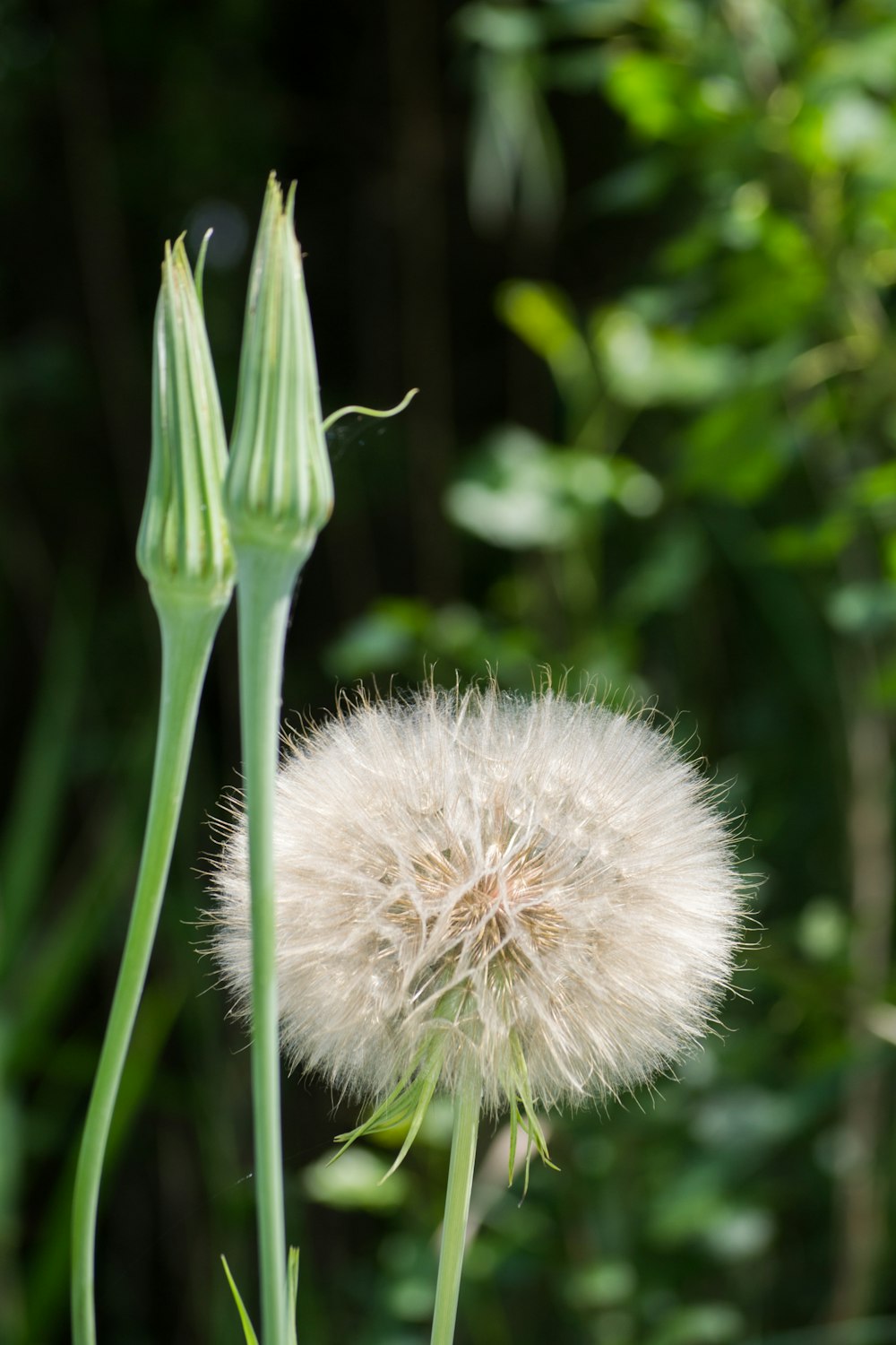 a dandelion flower with long stem