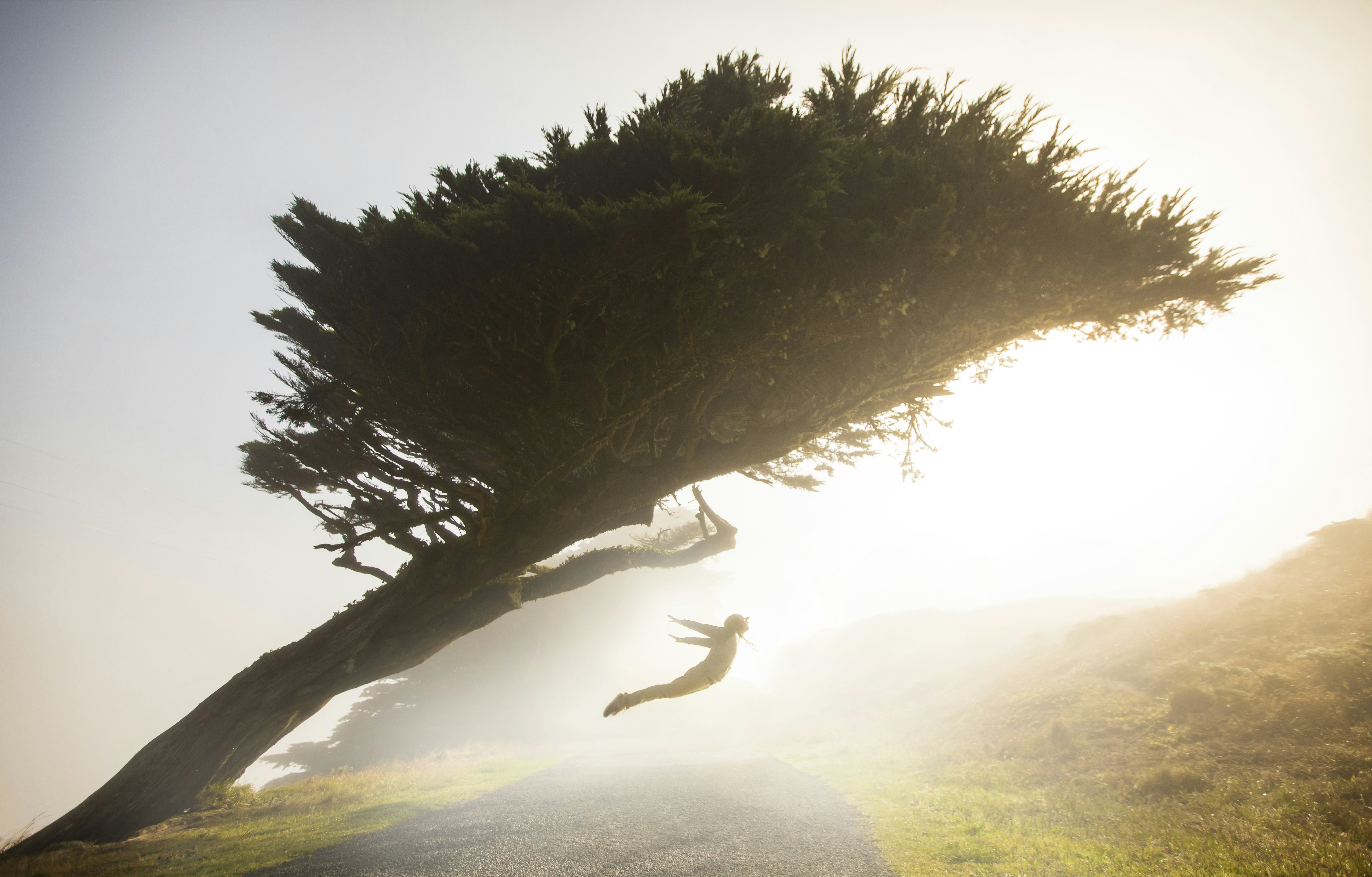 A person climbing a tree photo – Free Grey Image on Unsplash