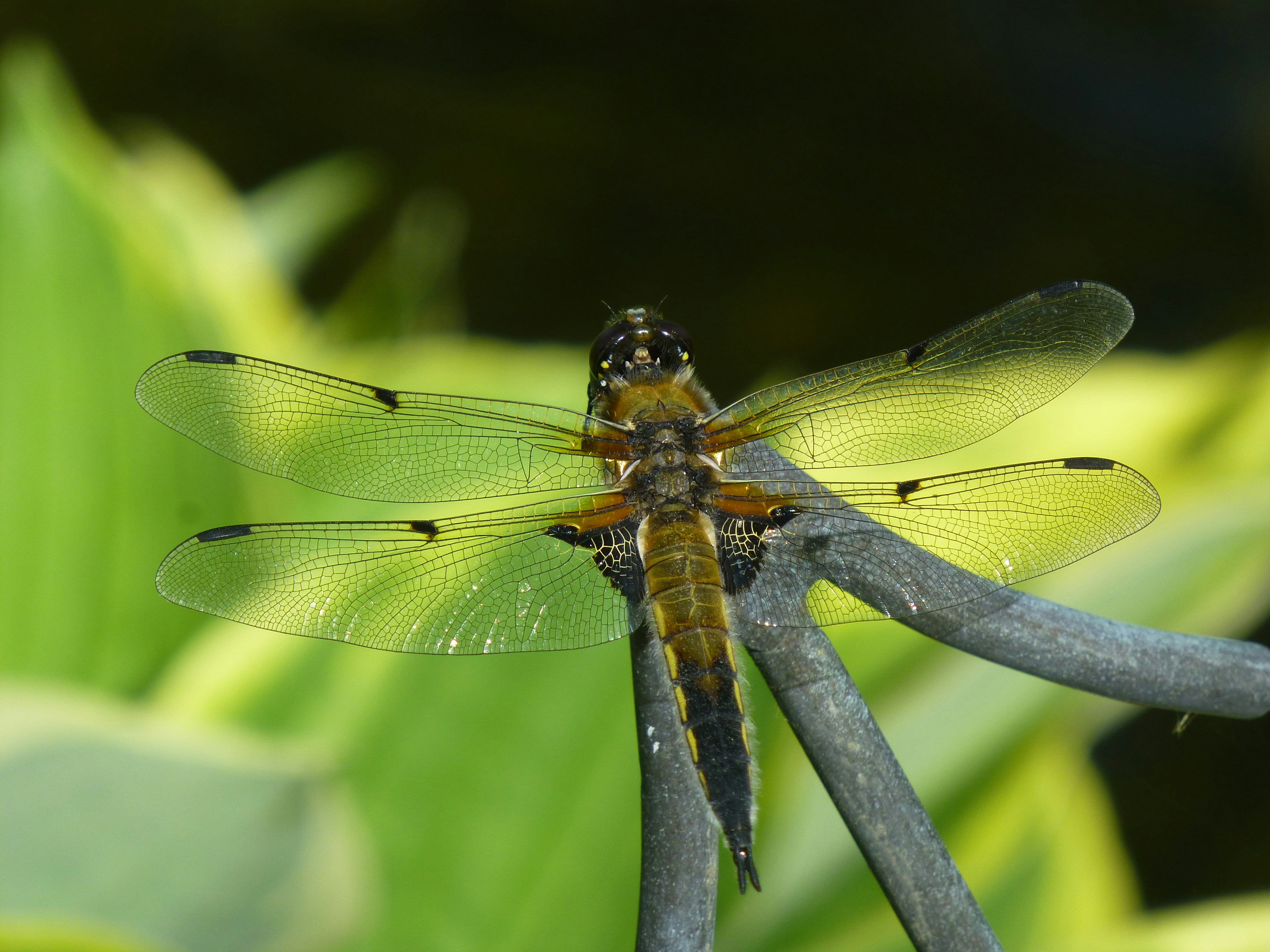 Photo by rymdkejsaren