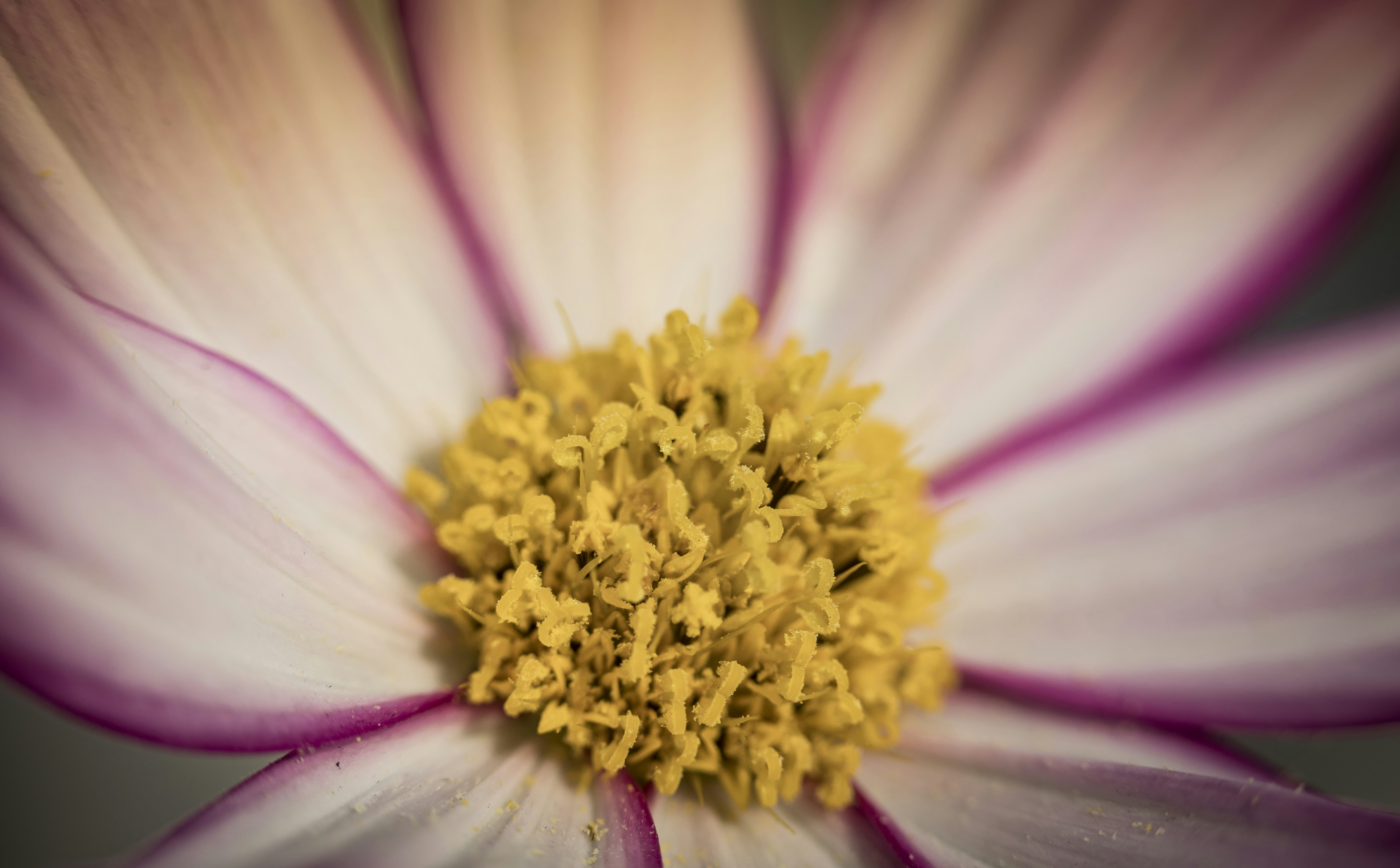 Photo by leo_visions_