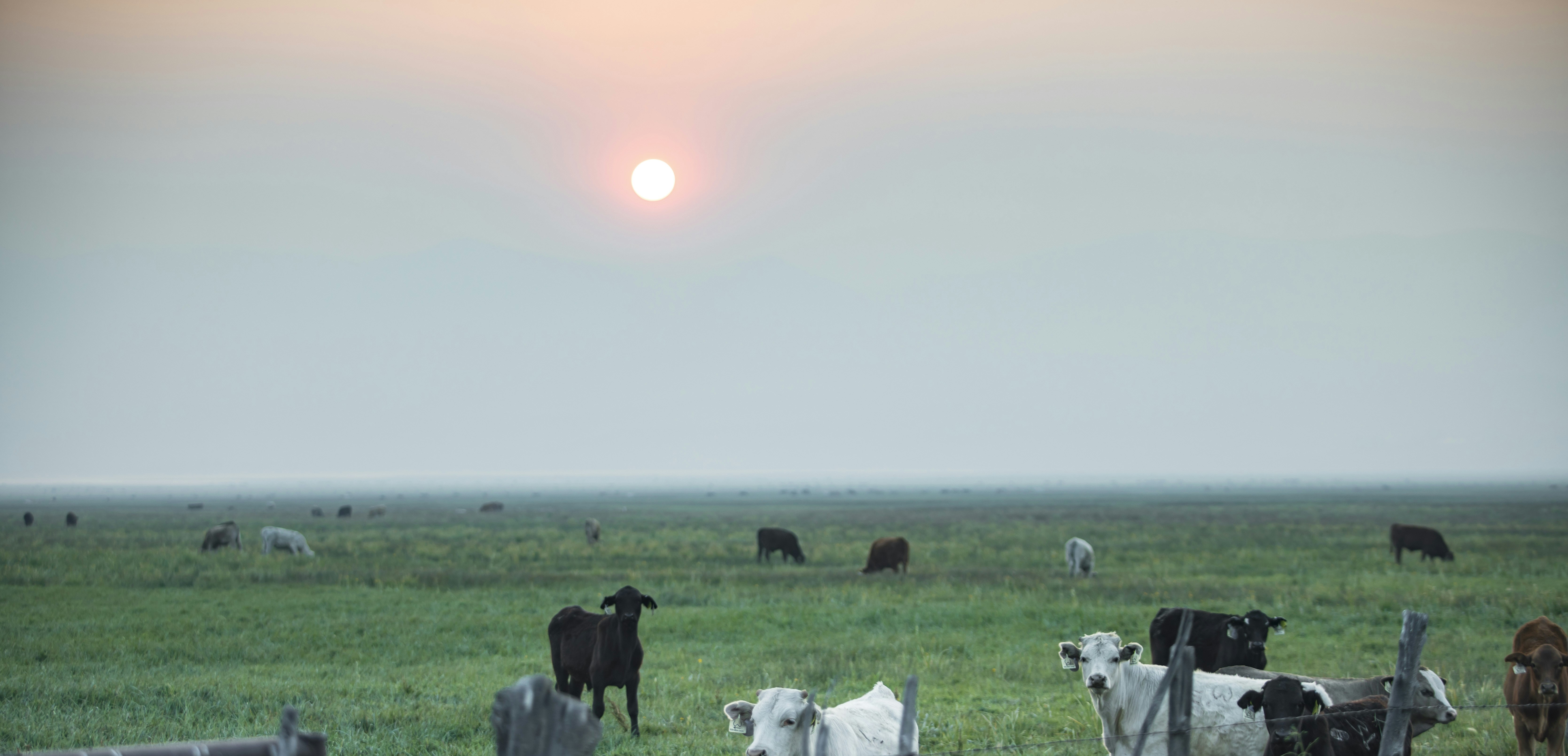 Photo by leo_visions_