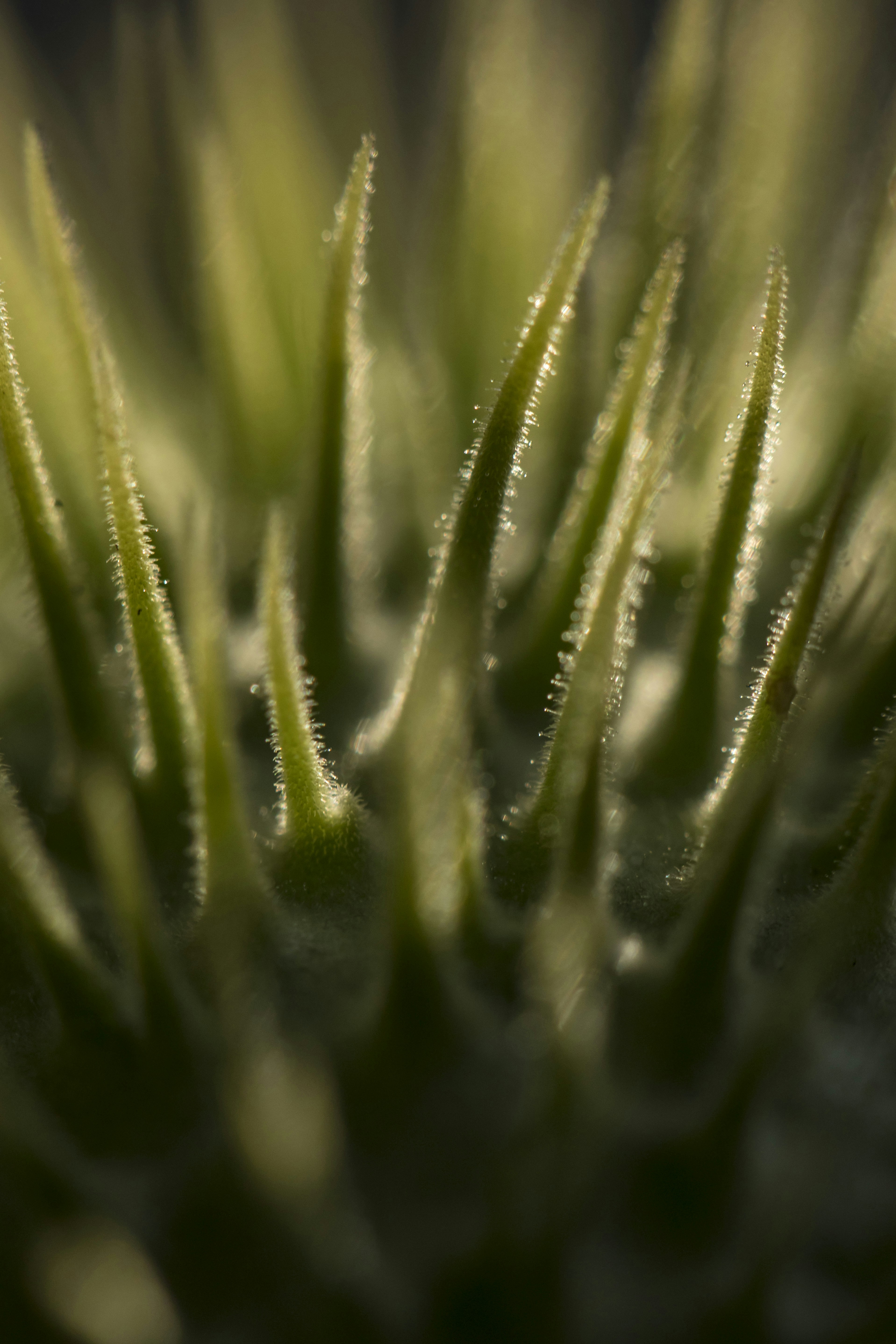 Photo by leo_visions_