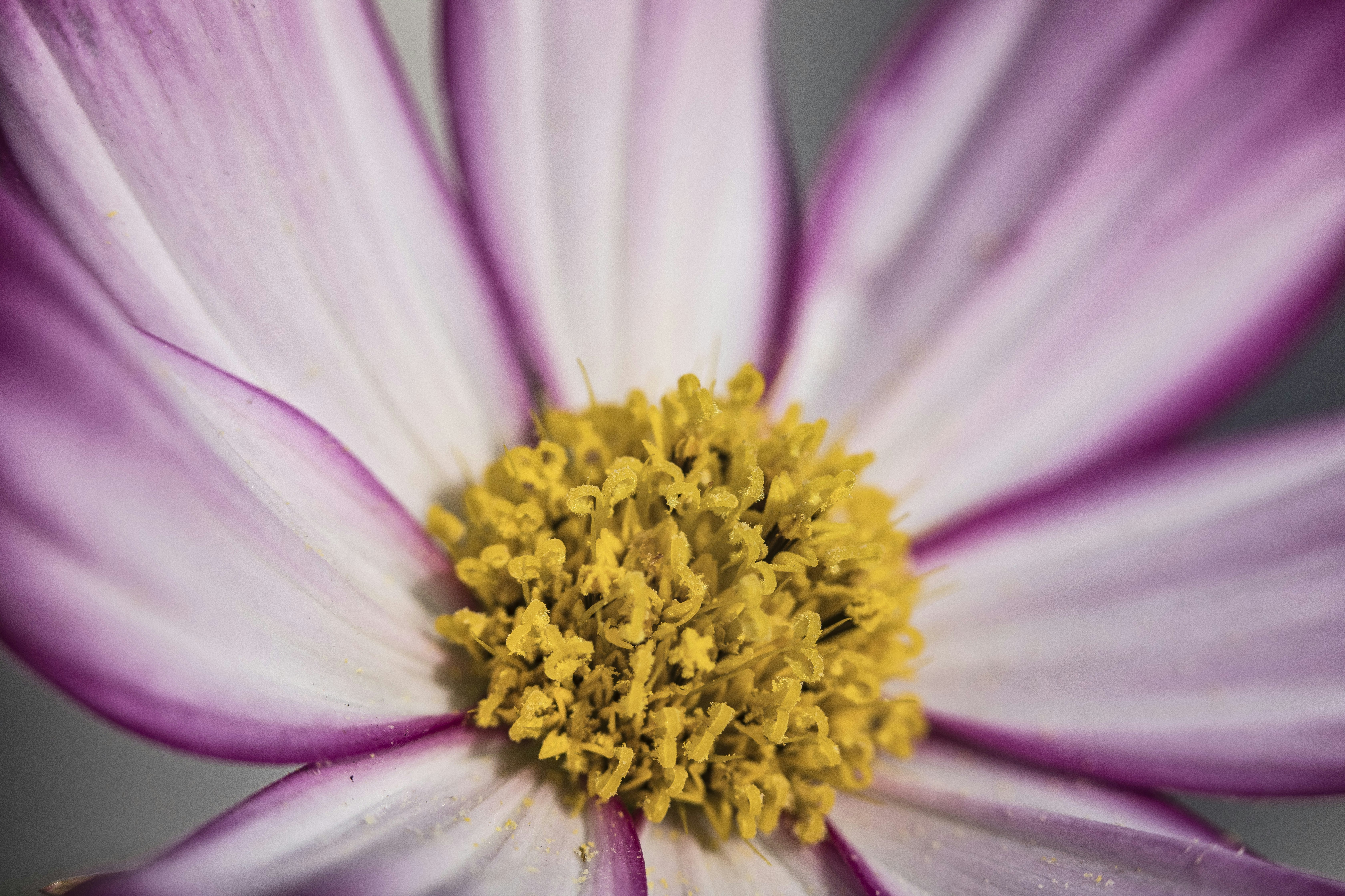 Photo by leo_visions_