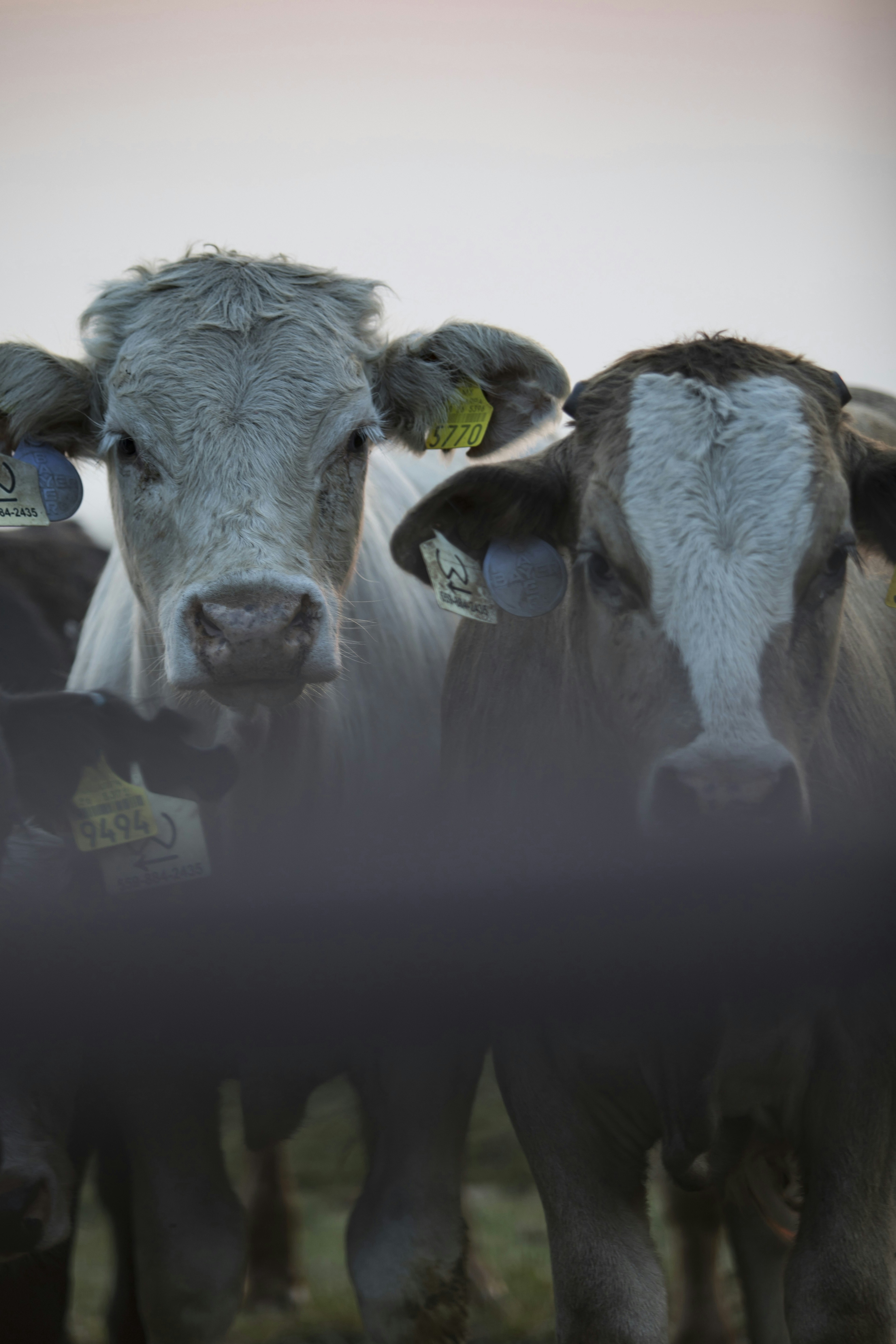 Photo by leo_visions_