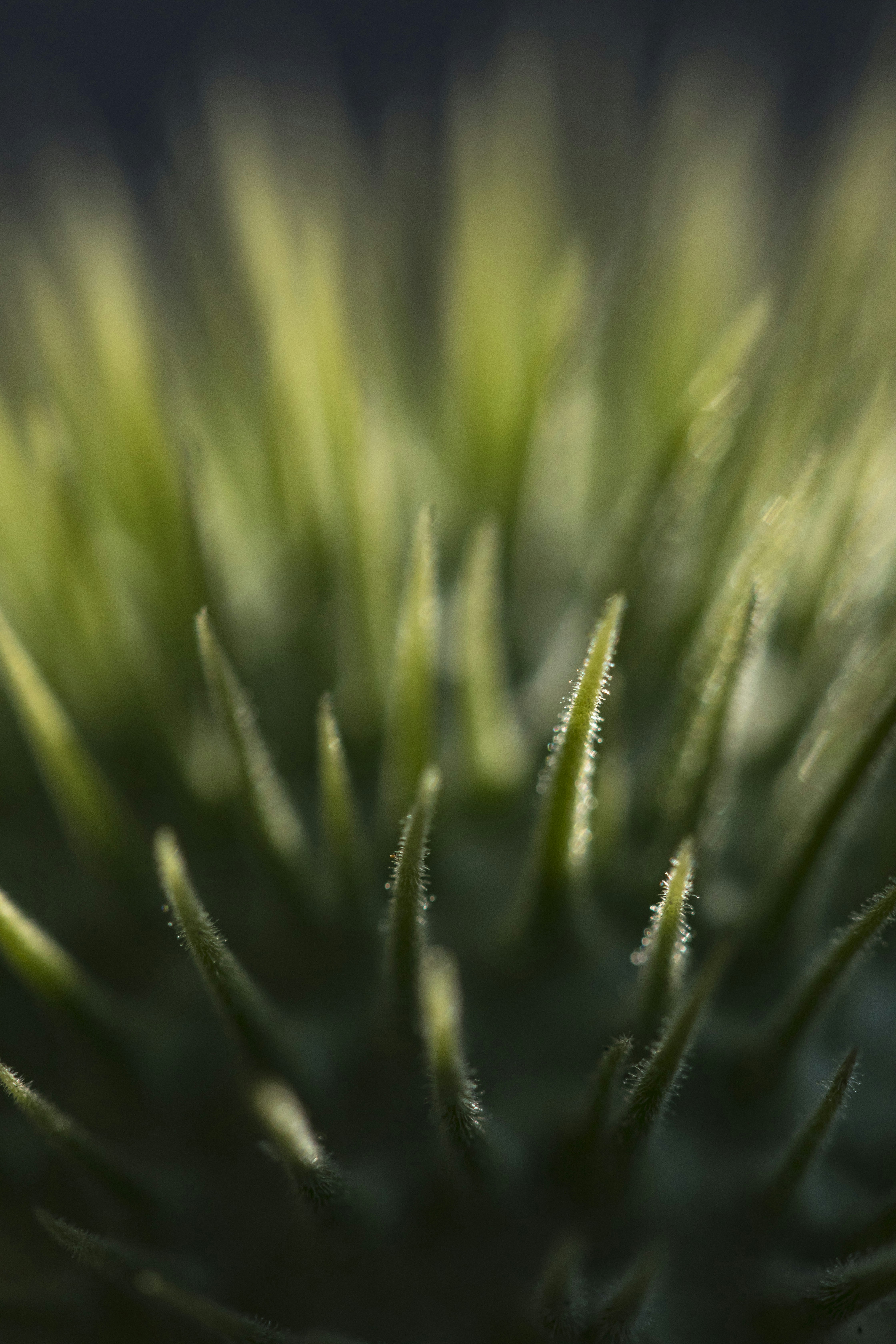 Photo by leo_visions_