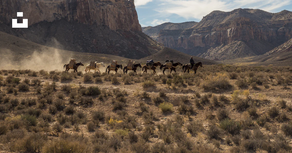 A group of animals walking in a field photo – Free Nature Image on Unsplash