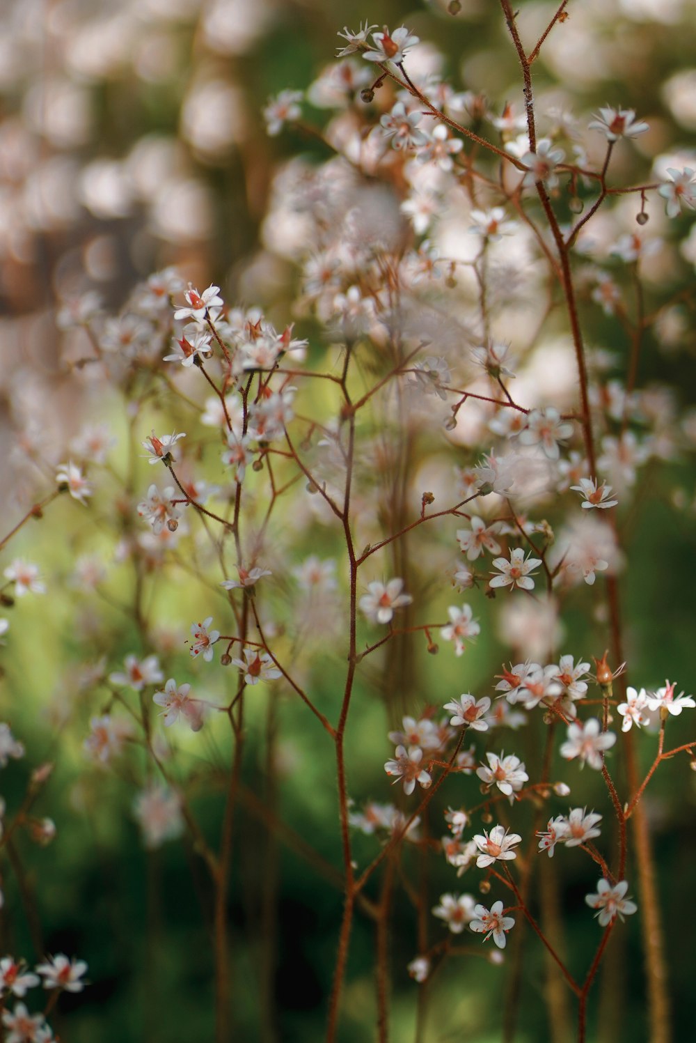 a close up of a tree branch