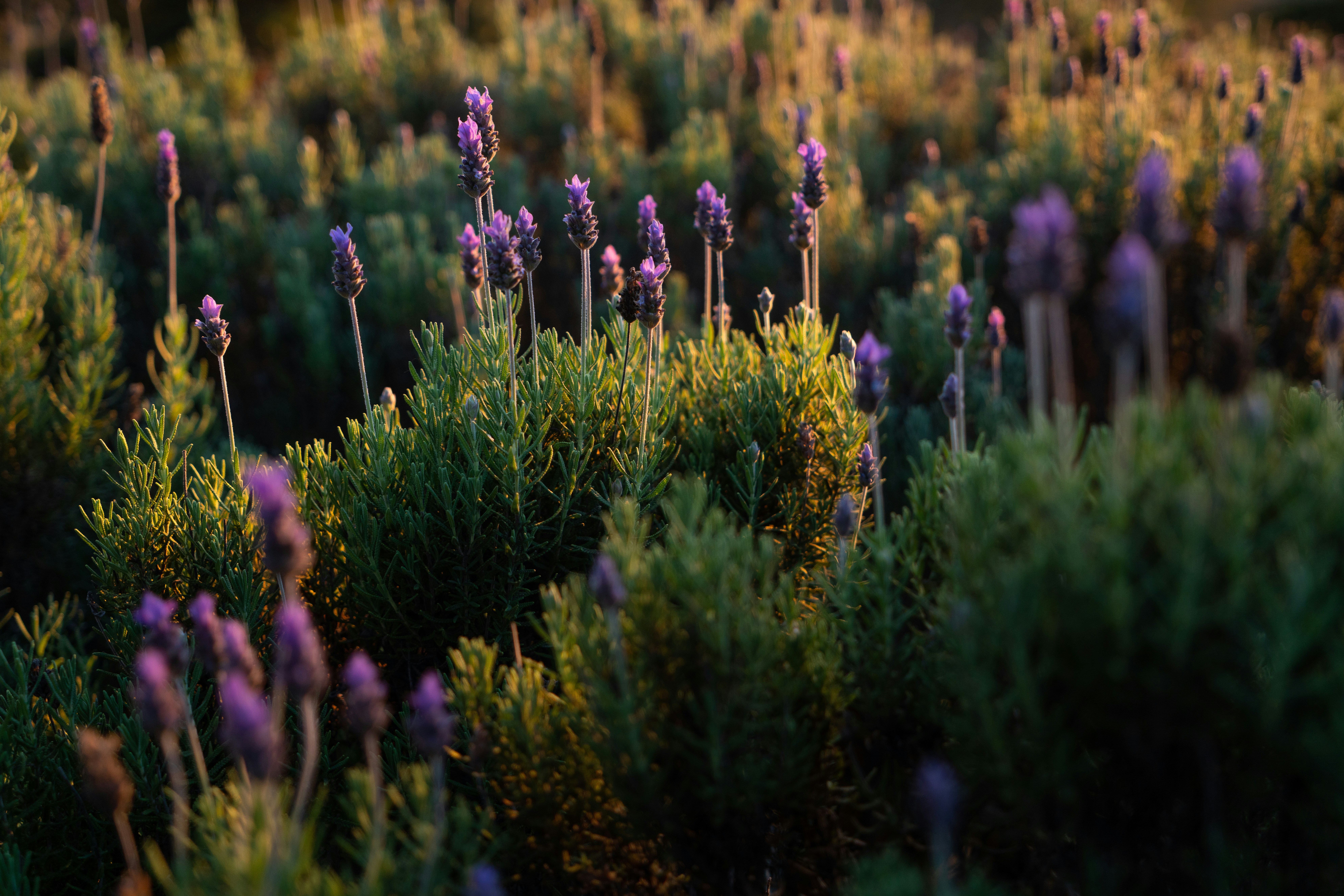 Photo by intricateexplorer