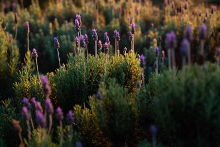 a close-up of some flowers