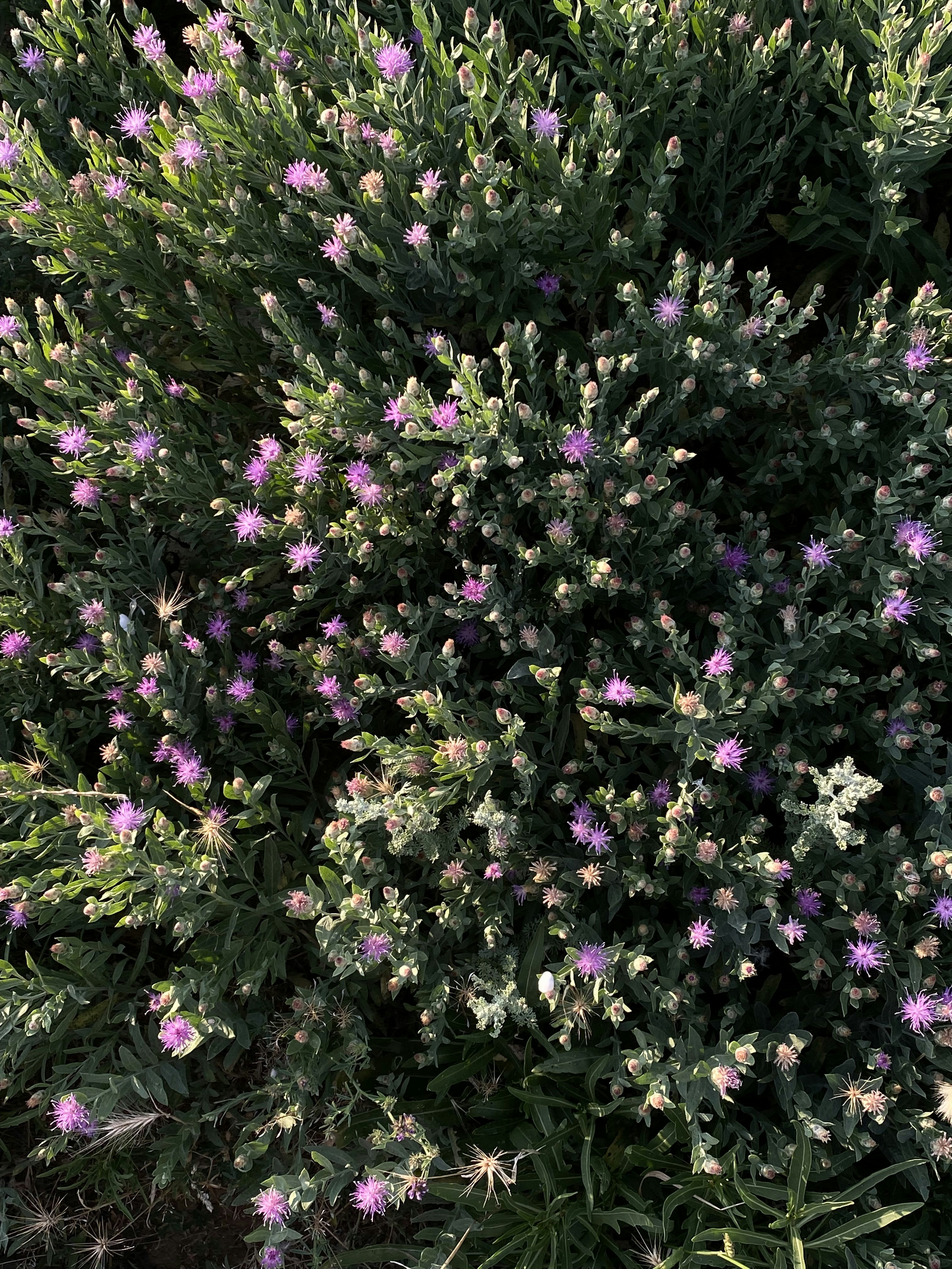 Photo by vertinskaya