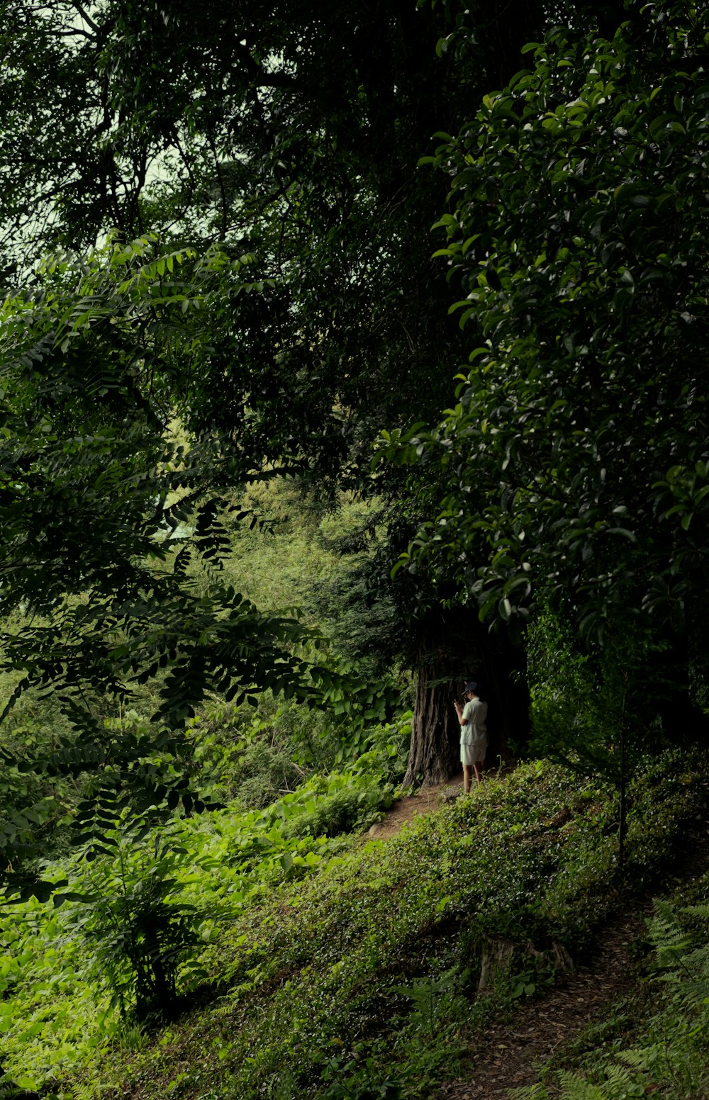 a person standing in a forest