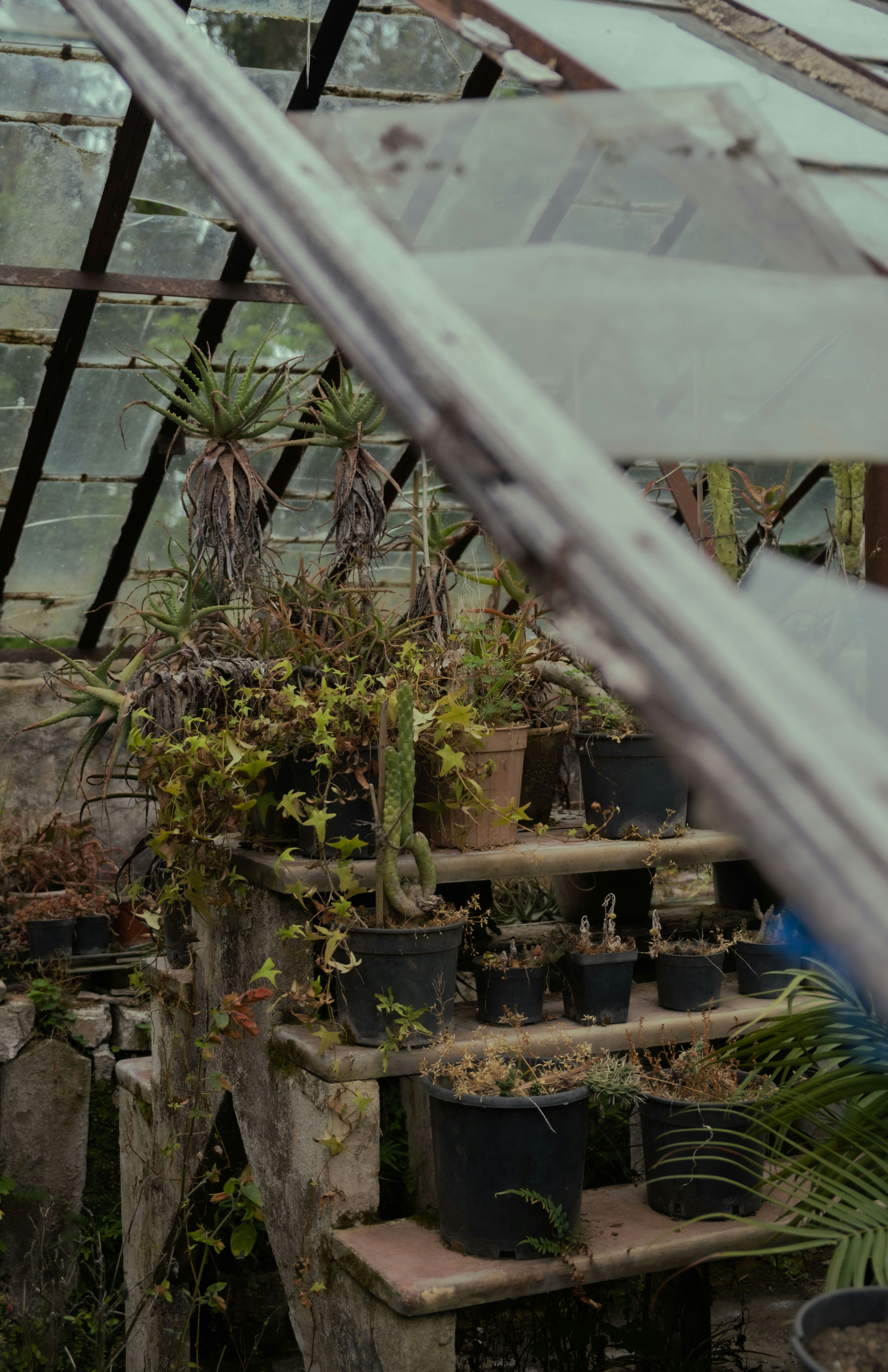 a group of plants in a greenhouse