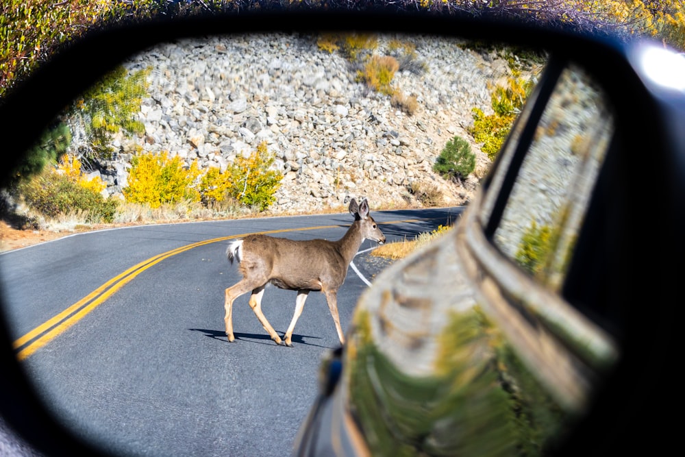 a deer walking on the side of a road