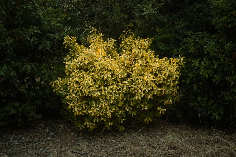 a bush with yellow flowers