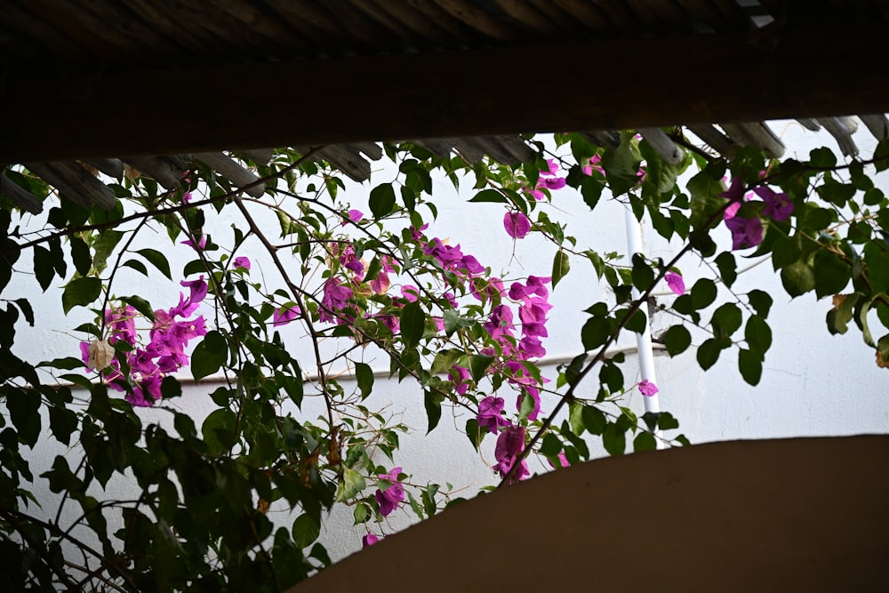 a tree with purple flowers