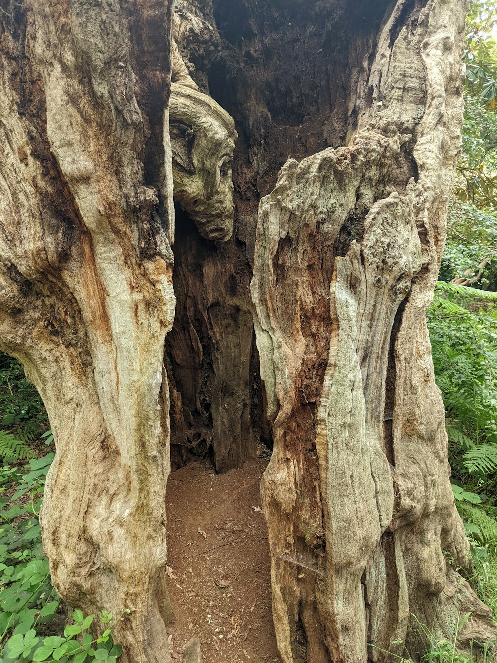 a large tree trunk