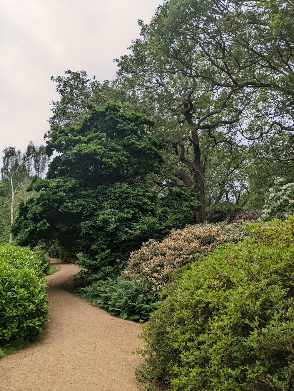 a dirt road surrounded by trees