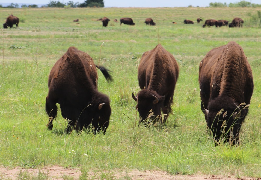 a group of buffalo grazing in a field