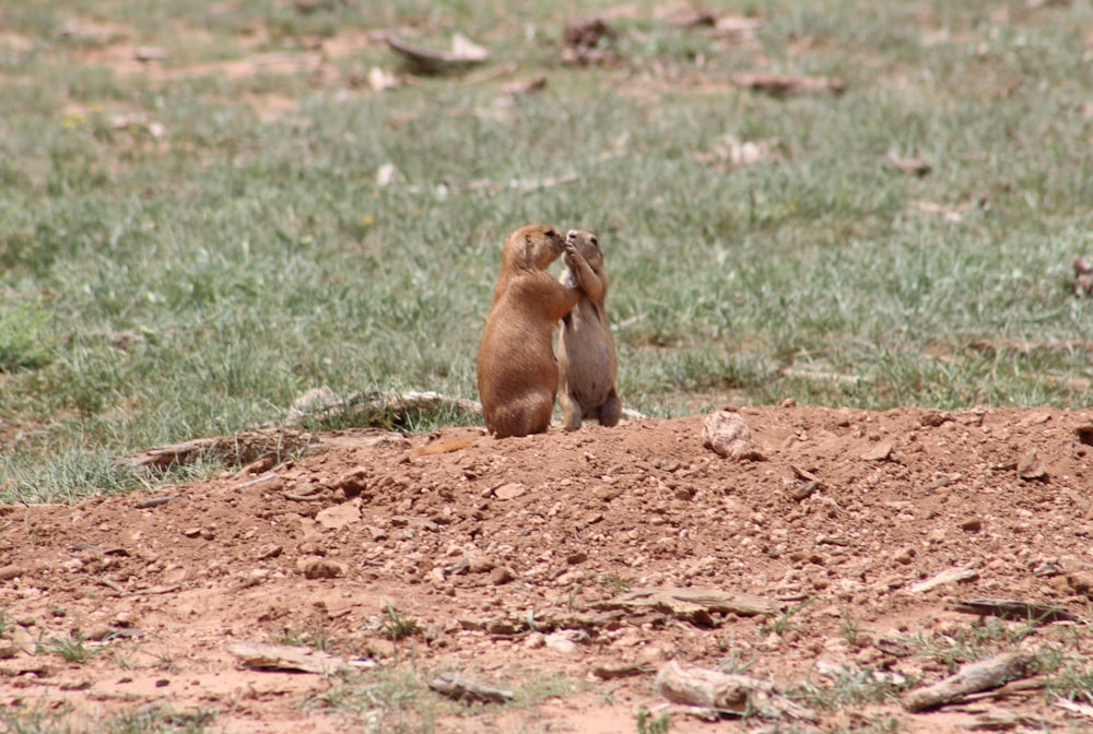 a couple of animals in a field