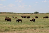 A serene buffalo grazing peacefully in a lush green pasture under a bright sky.