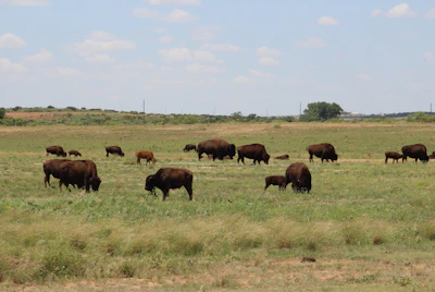 Buffalo grazing peacefully in a lush green field under a clear sky.