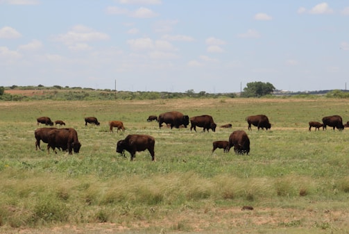 A serene buffalo grazing peacefully in a lush green pasture under a bright sky.