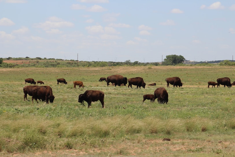 A serene buffalo grazing peacefully in a lush green pasture under a bright blue sky.