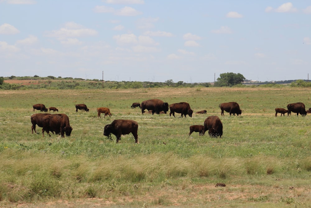 a herd of cows grazing in a field