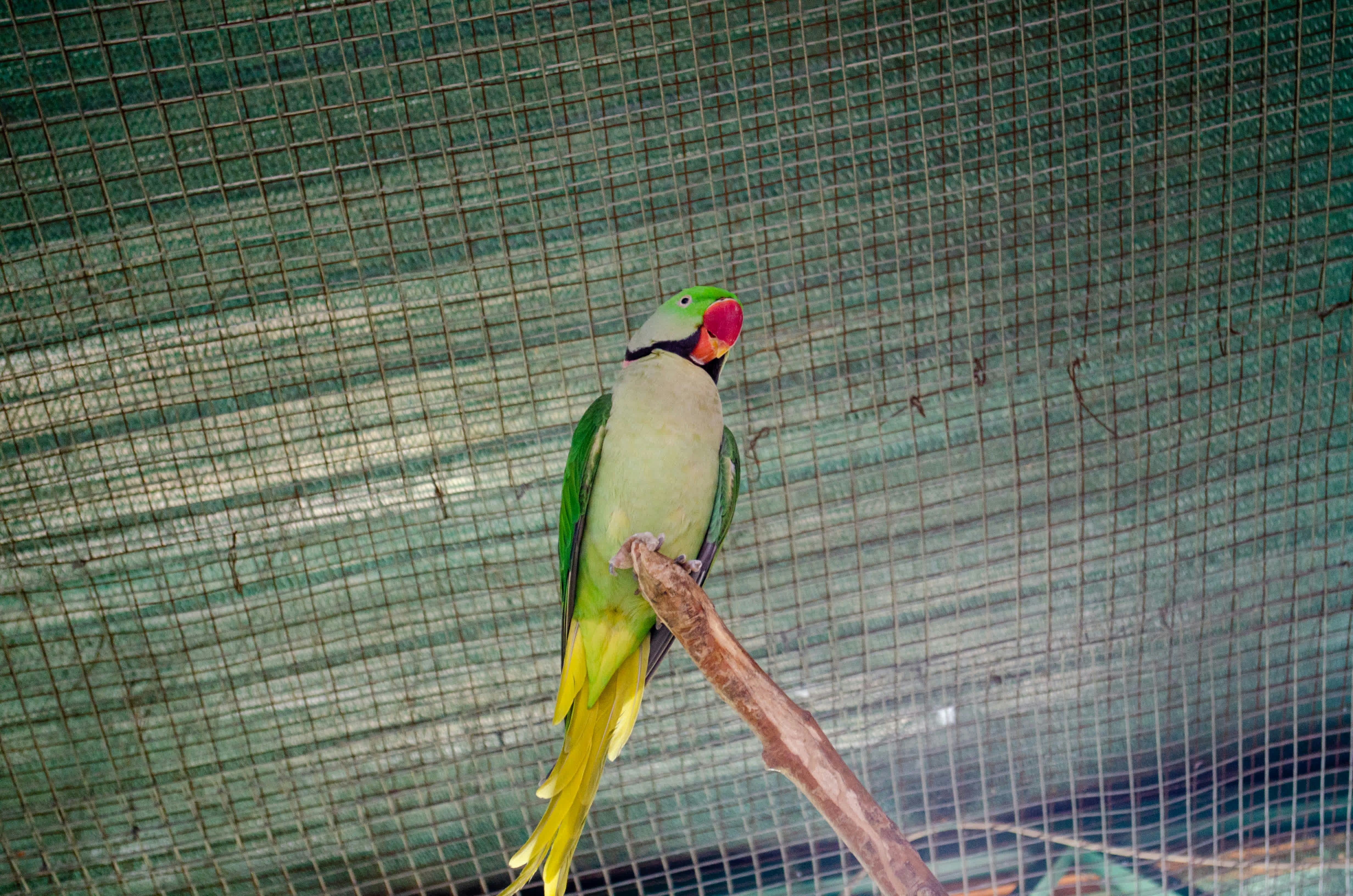 A bird in a cage photo – Free Animal Image on Unsplash