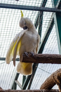 A white cockatoo perches on a wooden branch inside a large aviary with a mesh wire roof. The bird appears to be preening its feathers, showing a serene and calm demeanor. Bright yellow feathers are visible under its wings.