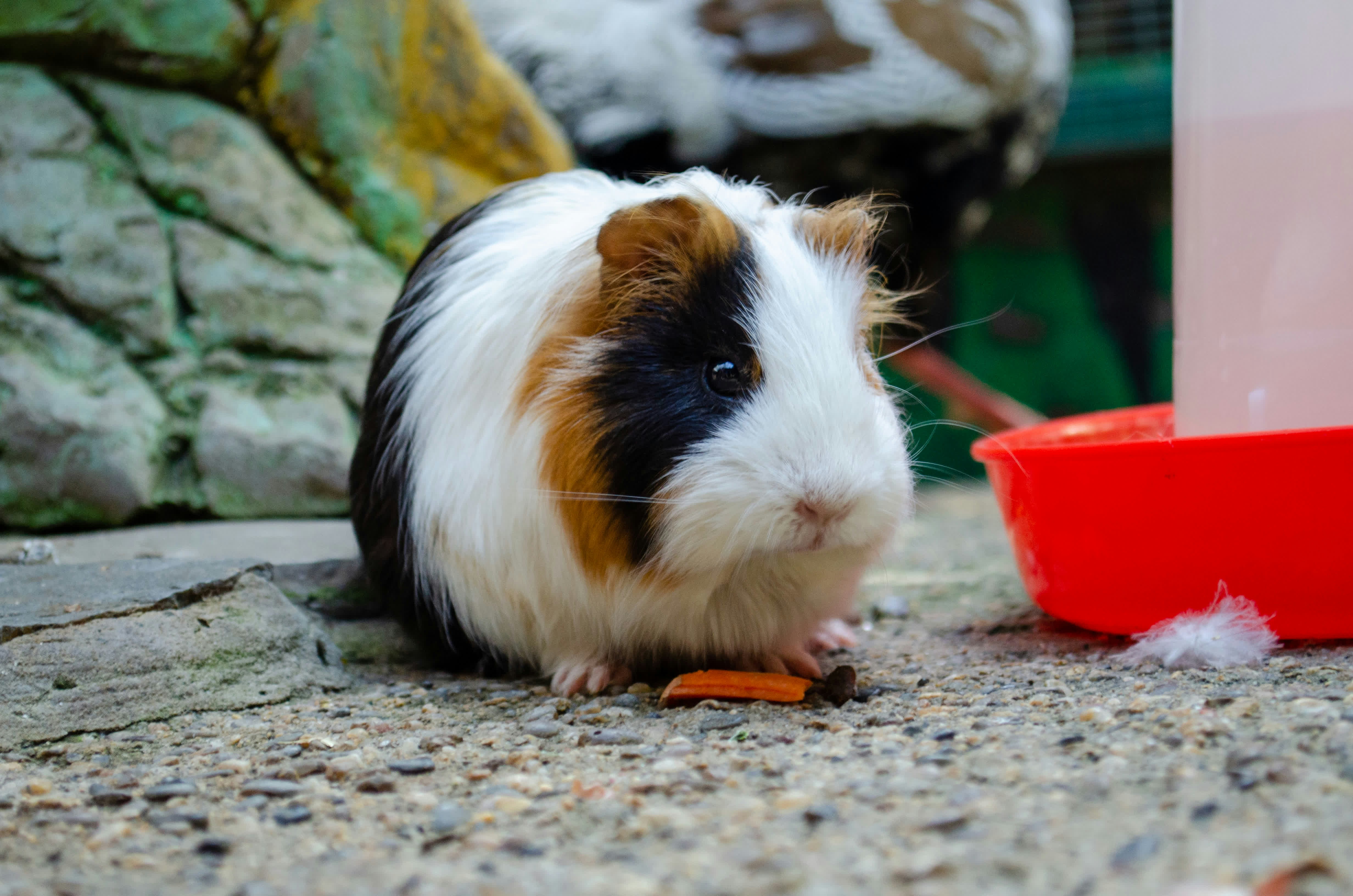 Guinea Pig Diet and Vitamin C
