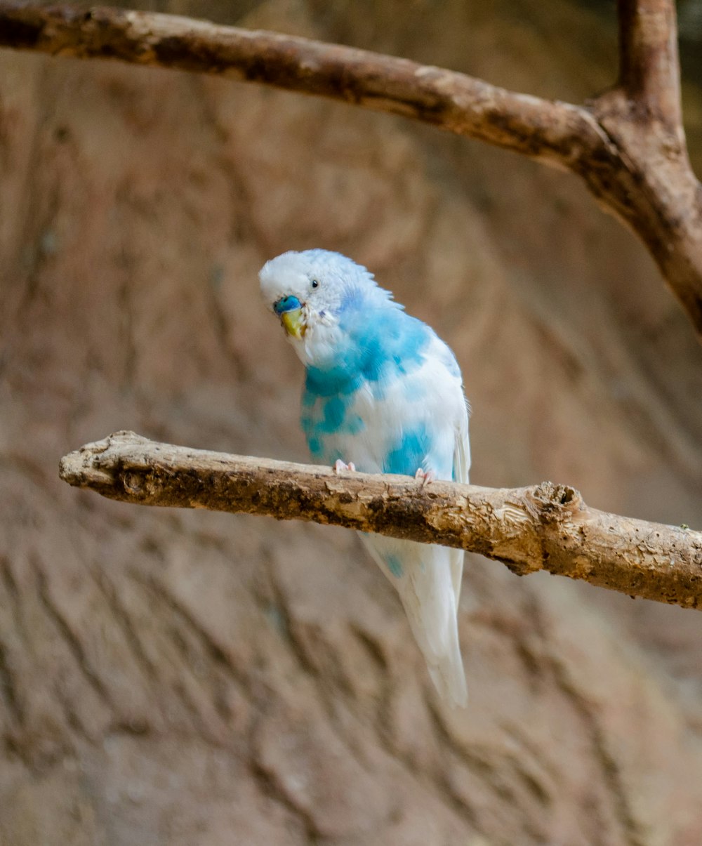 a blue and white bird on a branch