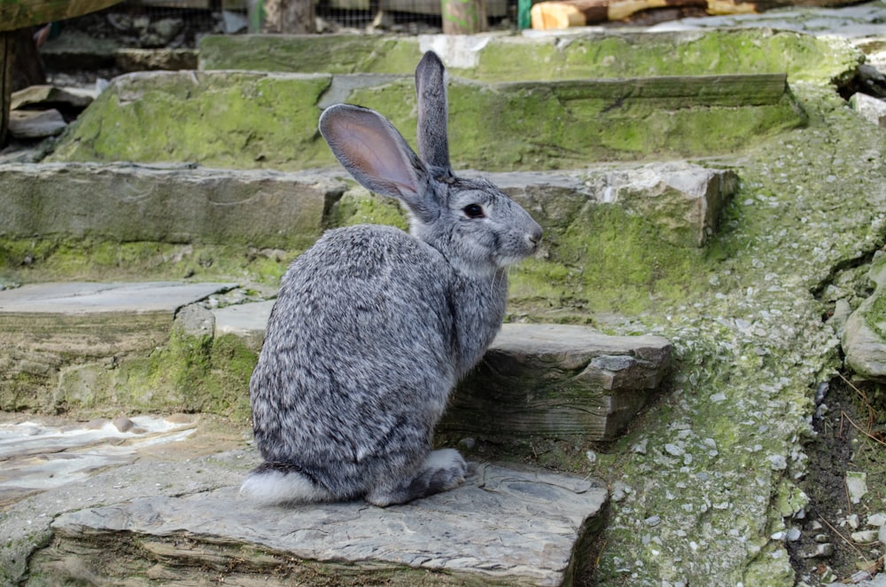 Ein Kaninchen sitzt auf einem Felsen