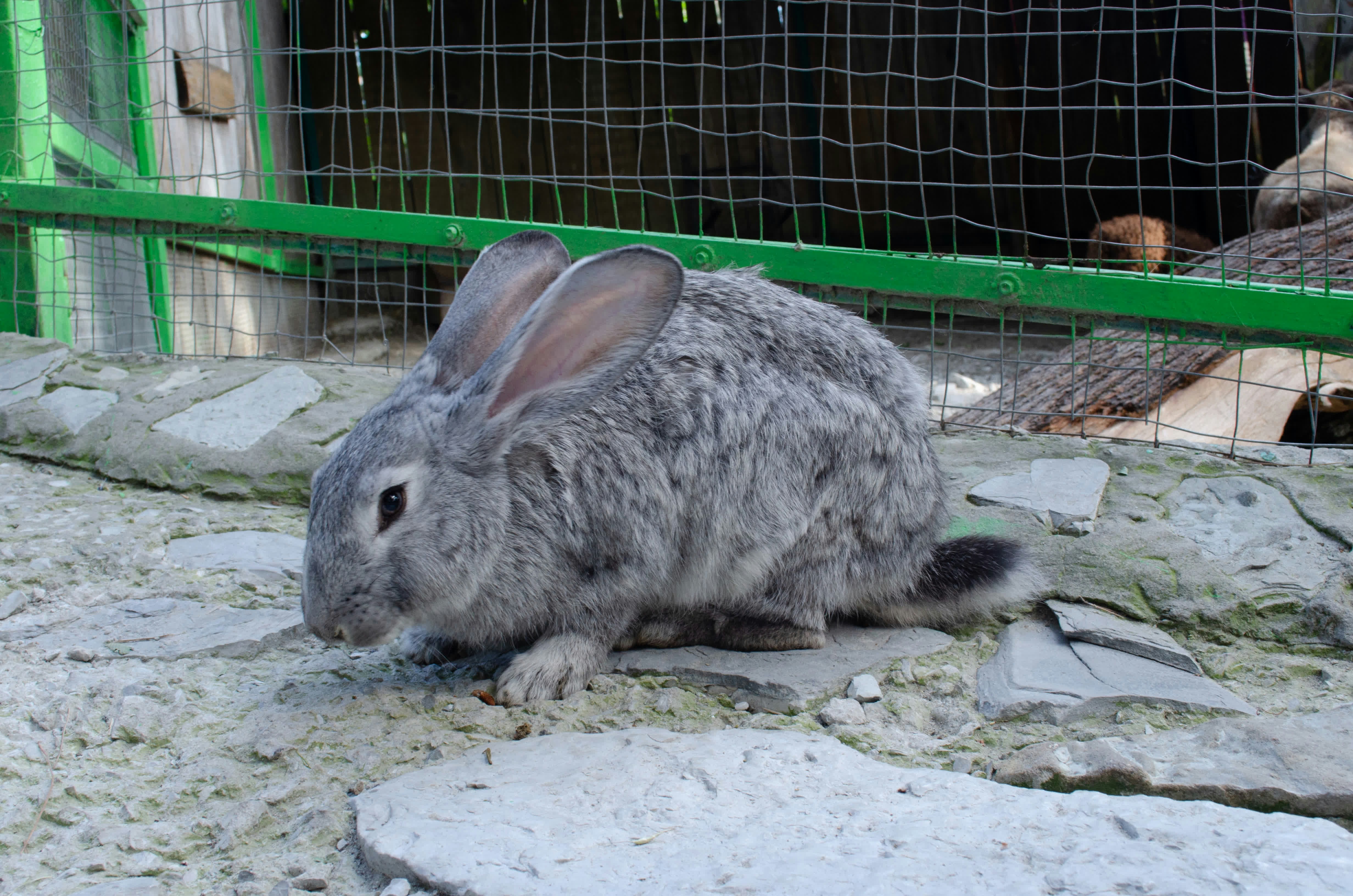 Small Pet Habitat Setup - Creating the perfect home for rabbits, guinea pigs, and hamsters