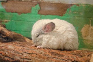 a small white animal