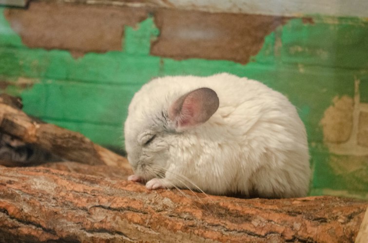 White chinchilla resting with its eyes closed on a rock surface