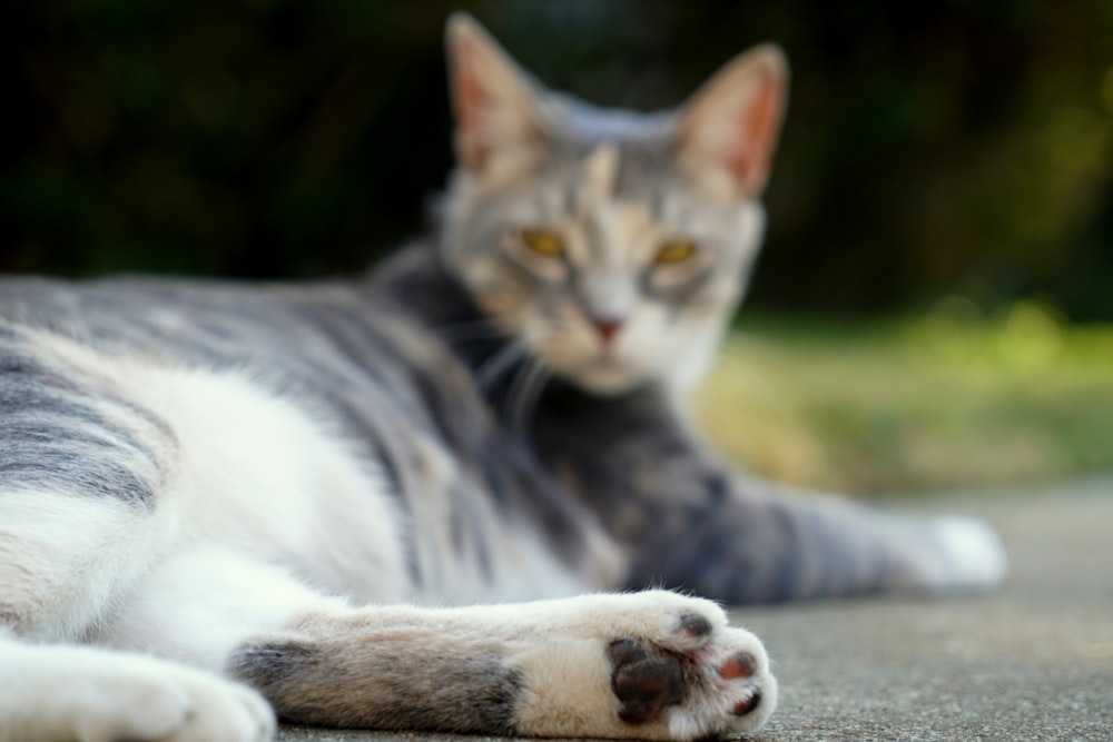 a couple of cats lying down