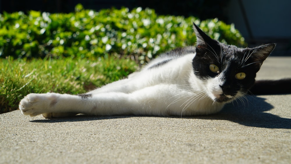 a cat lying on the ground