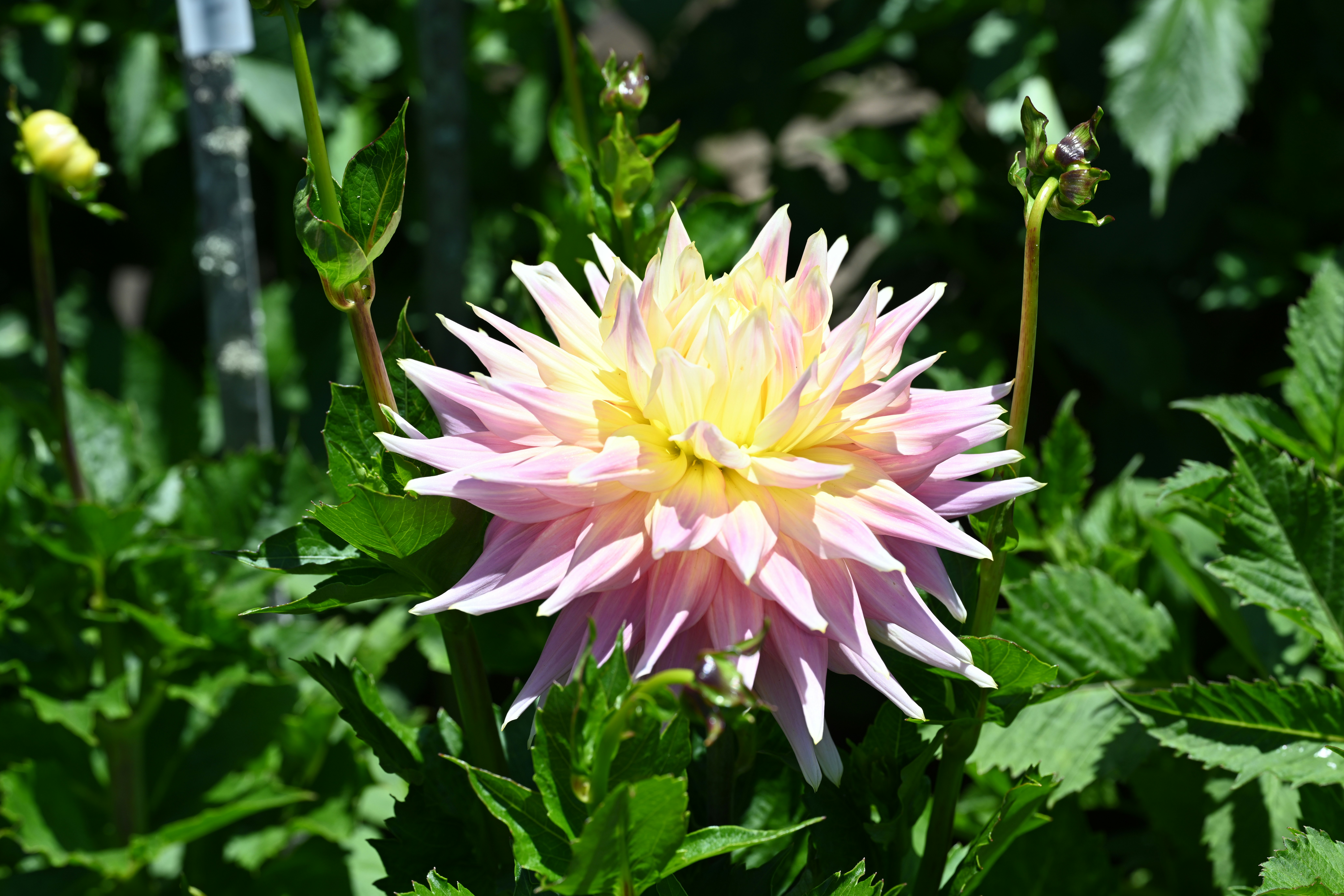 Photo by theunknownaldiaz