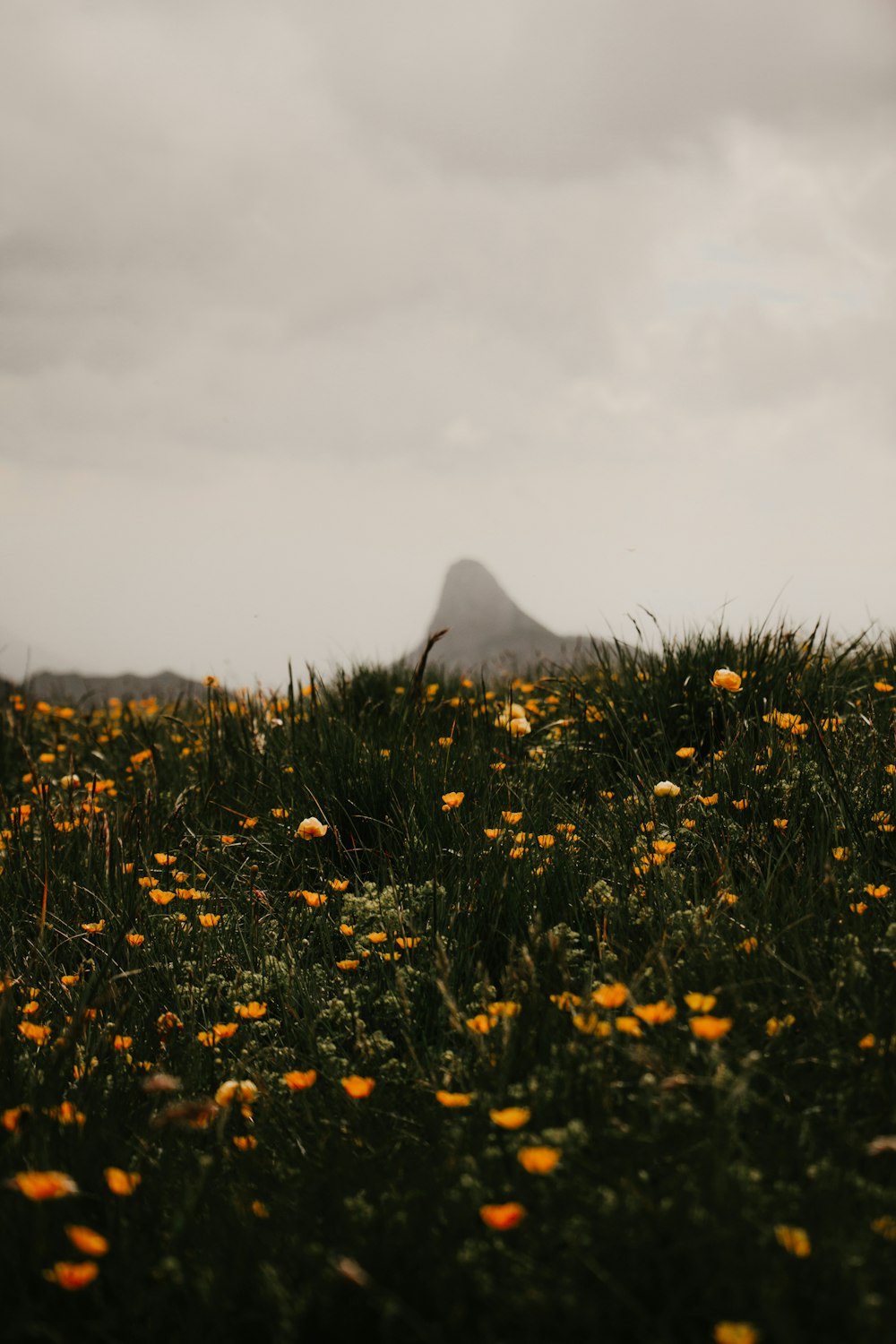 a field of flowers with a mountain in the background