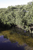 Lush green mangroves lining the calm waters of a Lakshadweep lagoon