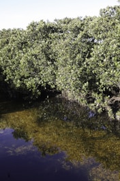 Lush green mangroves line the edge of a calm water body, their dense foliage reflecting on the water's surface.