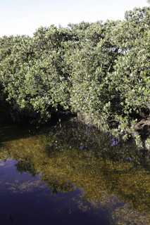Lush green mangroves of the Niger Delta reflecting the vibrant ecosystem of southern Nigeria.